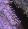 trichomes.jpg