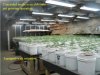 Big Underground Grow Room.jpg