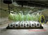 Big Underground Grow room 3.jpg