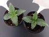 2 balkh seedlings.JPG