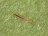 identify-get-rid-of-thrips.jpg