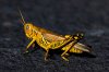 1280-535399073-grasshopper-on-asphalt.jpg