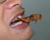 food_grasshopper1.jpg