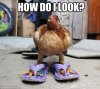 Chicken-Meme-How-do-i-look-Photo.jpg