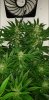 Amnesia x BlueDream, test cross, F1.jpg