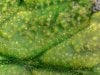 Trichomes1_20181226.jpg