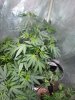 Deep_Chunk_Icemud_Hazeman_monkeyballs_seeds_cannabis (1).jpg