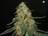 Shiva Skunk 53.jpg