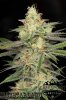 I-95 x Stardawg - Greenpoint Seeds.jpg