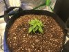 GSC Day 15 Post Transplant.JPG