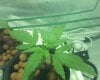 day 14 1st grow (3).jpg