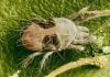 twospotted_spider_mite02.jpg