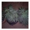 TROPICAL TOP, LIL IFY AND MYSTERY HEMP-FAR RIGHT1.JPG