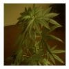 MYSTIC GREEN SATIVA#21.JPG