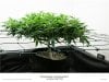 sweet seeds crystal candynF1 scrog.jpg