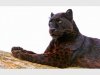 black-leopard-hd-wa_82343-520x390.jpg