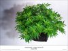 sweet seeds cream caramel day 6 12-12.jpg