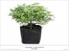 Sweet Seeds Cream Caramel F1 Day 6 12 12.jpg