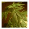 LITTLE BUD SATIVA CLOSE UP1.JPG