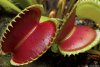 venus-fly-trap-potted-plant-8528.jpg