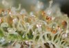 Cannabis-Trichomes-and-Growing-Marijuana.jpg