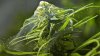 spider-mite-cannabis-webbing.jpg