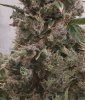 GS bud Day67.jpg