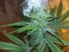 StarDawg Stem Day 39 Flower.jpg