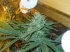 StarDawg Fruit Day 39.jpg