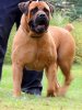 boerboel.jpg