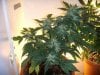 Day 84 - Day 42 of Flowering.jpg