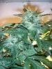 Day 84 - Day 42 of Flowering 1.jpg