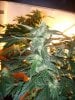 Day 84 - Day 42 of Flowering 3.jpg