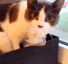 giphy (12).gif