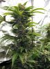 SS Amnesia CBD Small pic2 -3-18-2019.jpg