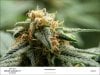 creamcaramelday38trichomes2.jpg