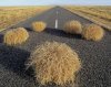 tumbleweed-roadkill_LRG.jpg