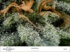 large.creamcaramelday38trichomes.jpg.67405bf580b5d2cf81afc522e6ba2db0.jpg