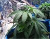 new grow 006.JPG