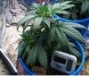 new grow 007.JPG