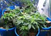 new grow 017.JPG