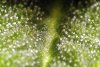 ambering trichs.jpg