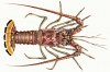 CaribbeanSpinyLobster_560_2.jpg