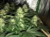 GSC Day 93 Flower 2.JPG