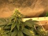 GSC Day 98 Flower 4.JPG