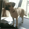 dog-on-treadmill-5afadf3a642dca00372adb2a.gif