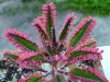 Kalanchoe-Pink-Butterflies1.jpg