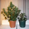 auto-ak47-large-phenotype-large-pheno.jpg