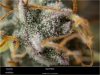 DINA-Purps-trichomes.jpg