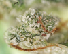 Trichomes BOH.png